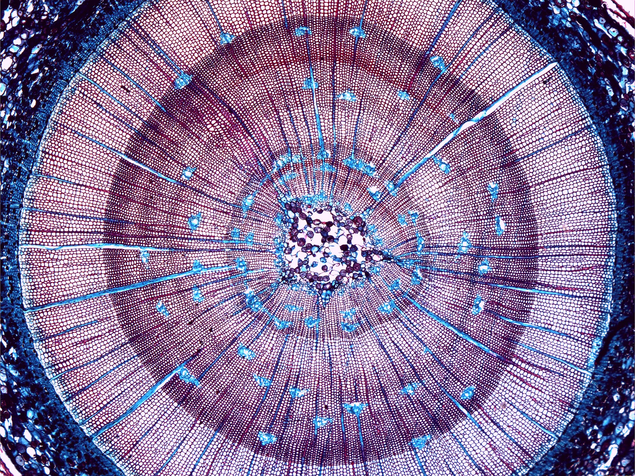 Cross Section Of Pinus Stem Pine Tree Nikons Small World