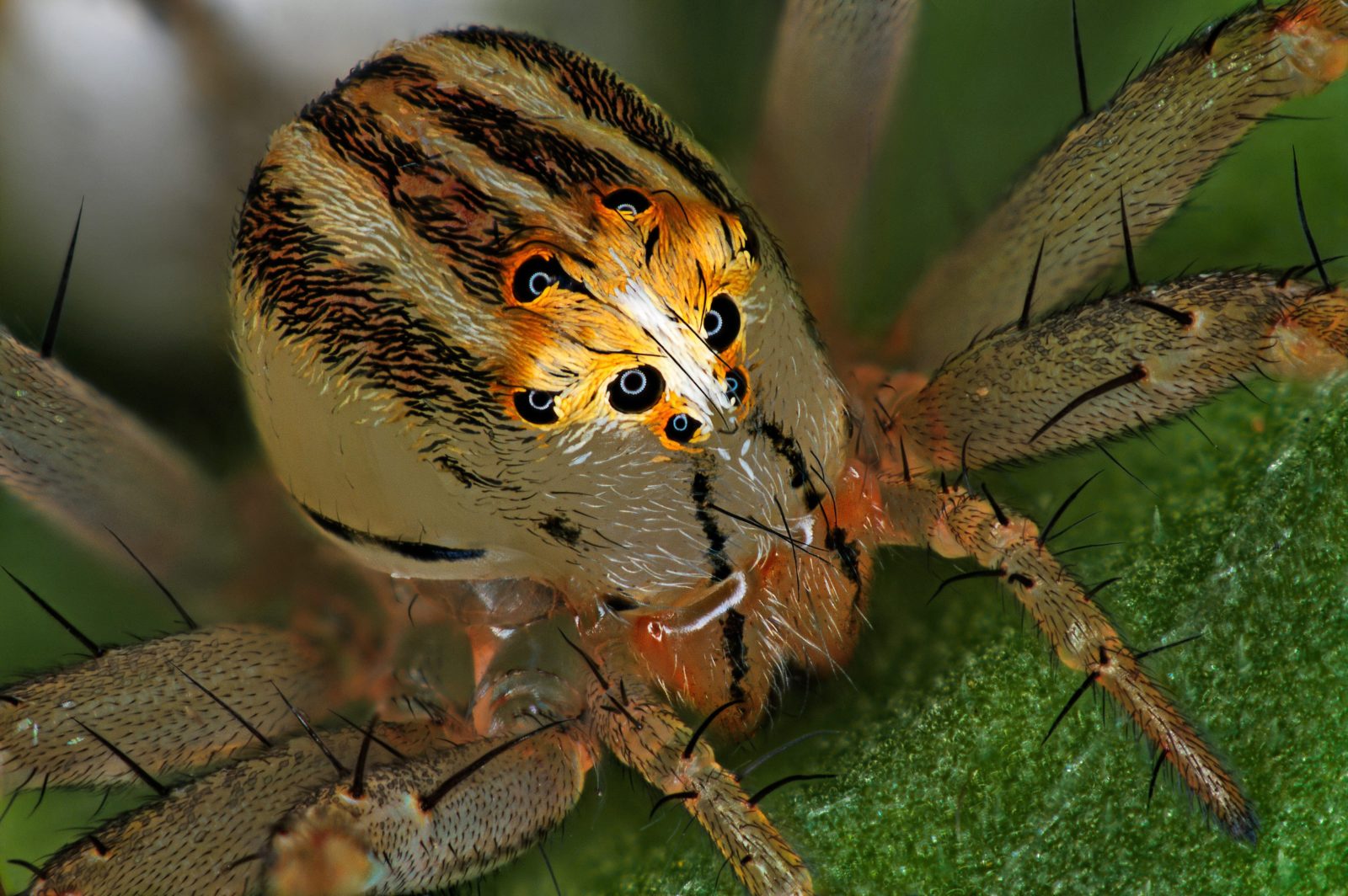 Кокон паука фото