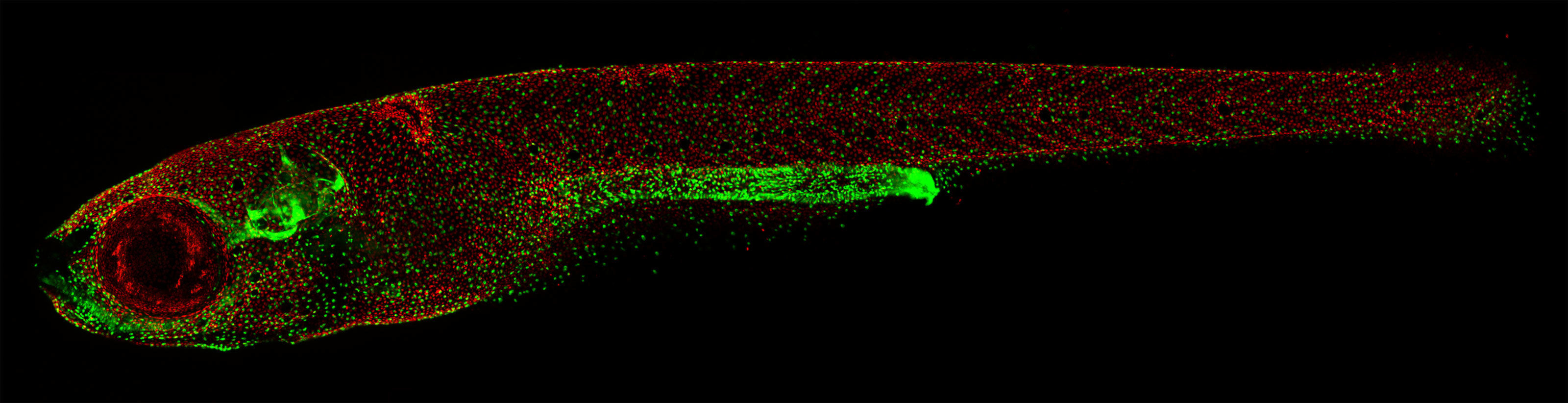 In Toto Image Of The Skin And Mucous Cells In A Live Zebrafish Larva