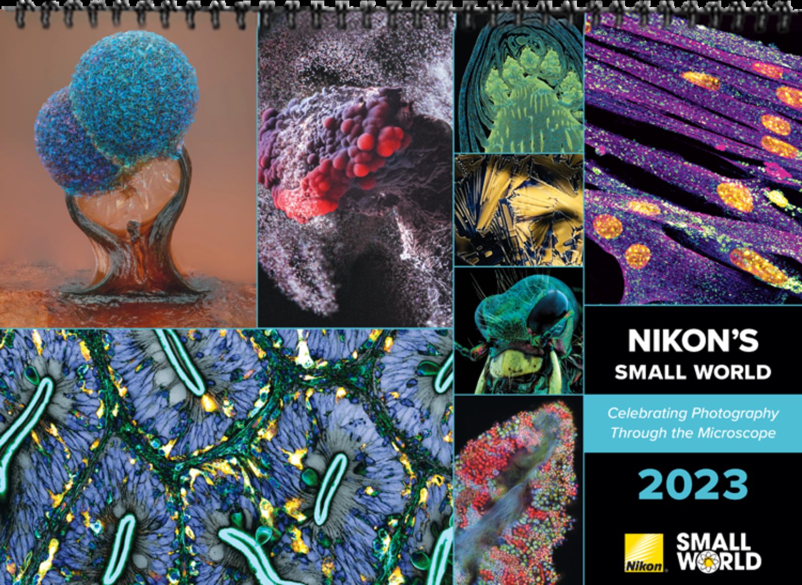 2023 Nikon Small World Wall Calendar Now Available for Purchase - Buy