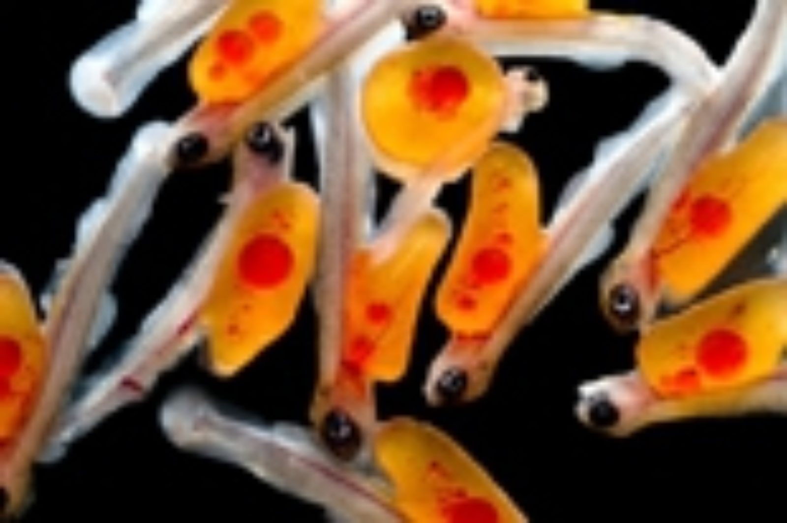 What are you swimming with? | News | Nikon’s Small World