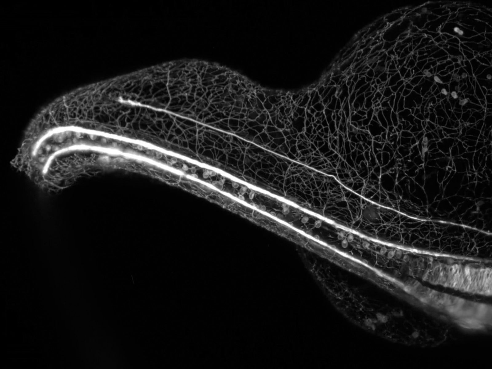 Developing Sensory Nervous System of a Zebrafish Wins 2018 Nikon Small