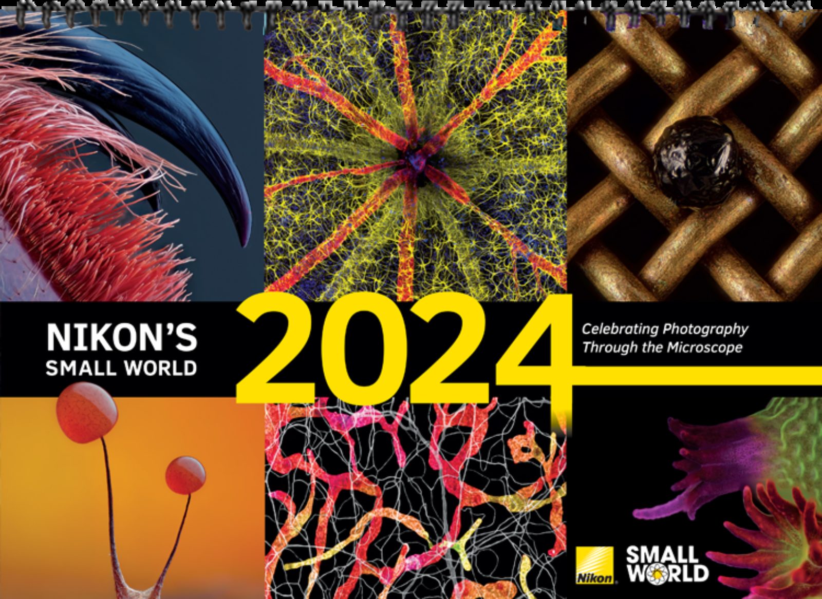 2024 Nikon Small World Wall Calendar Now Available for Purchase News