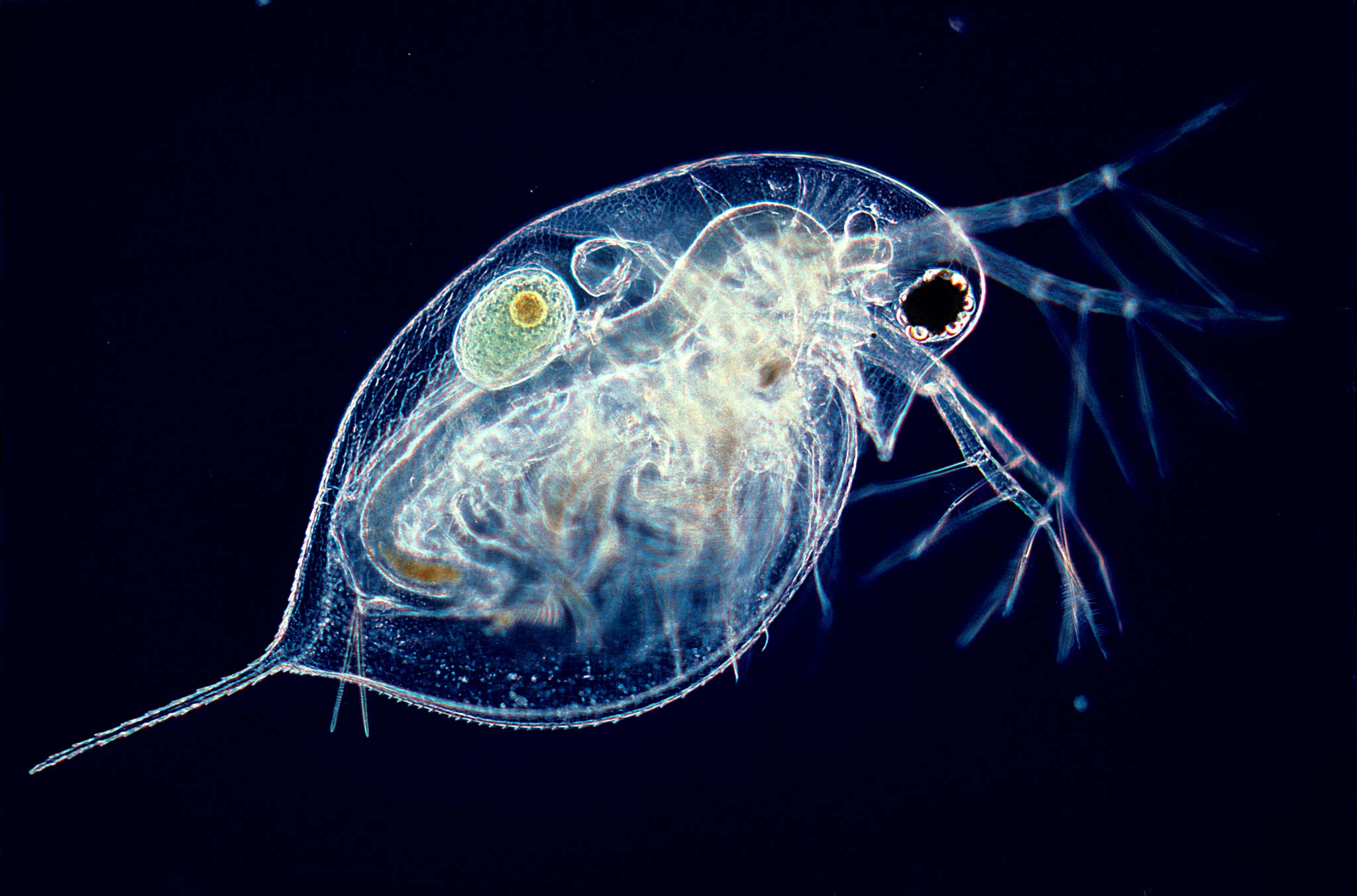 Young female water flea (Daphnia) with single egg | Nikon Small World