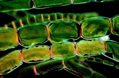 Living filmanetous marine algae with large chloroplasts | Nikon Small World