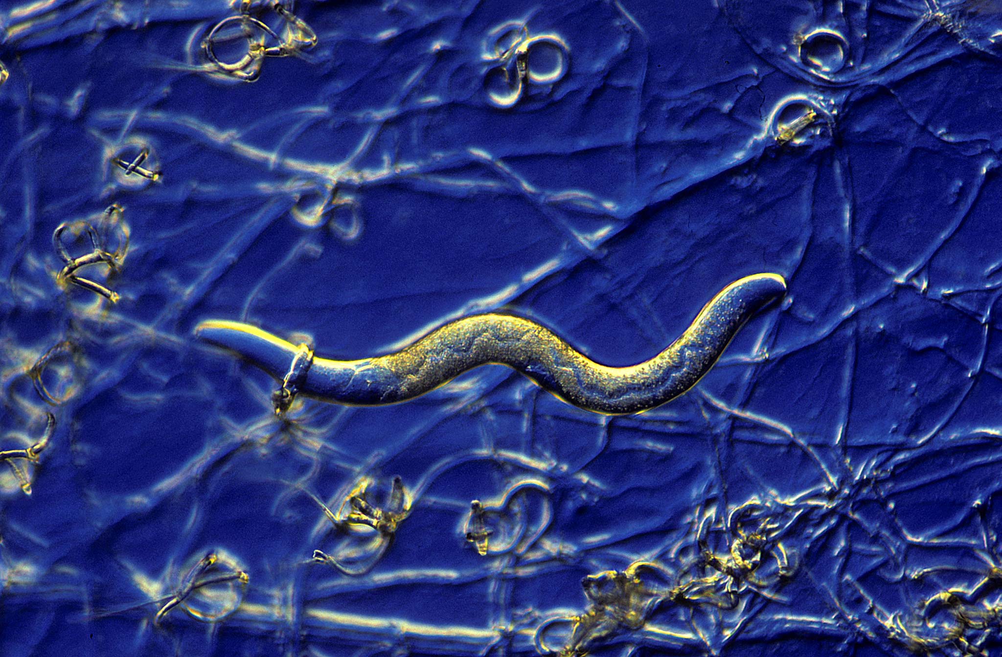 Soil fungus (sp. Arthrobotrys conoides) with entrapped nematode | Nikon ...