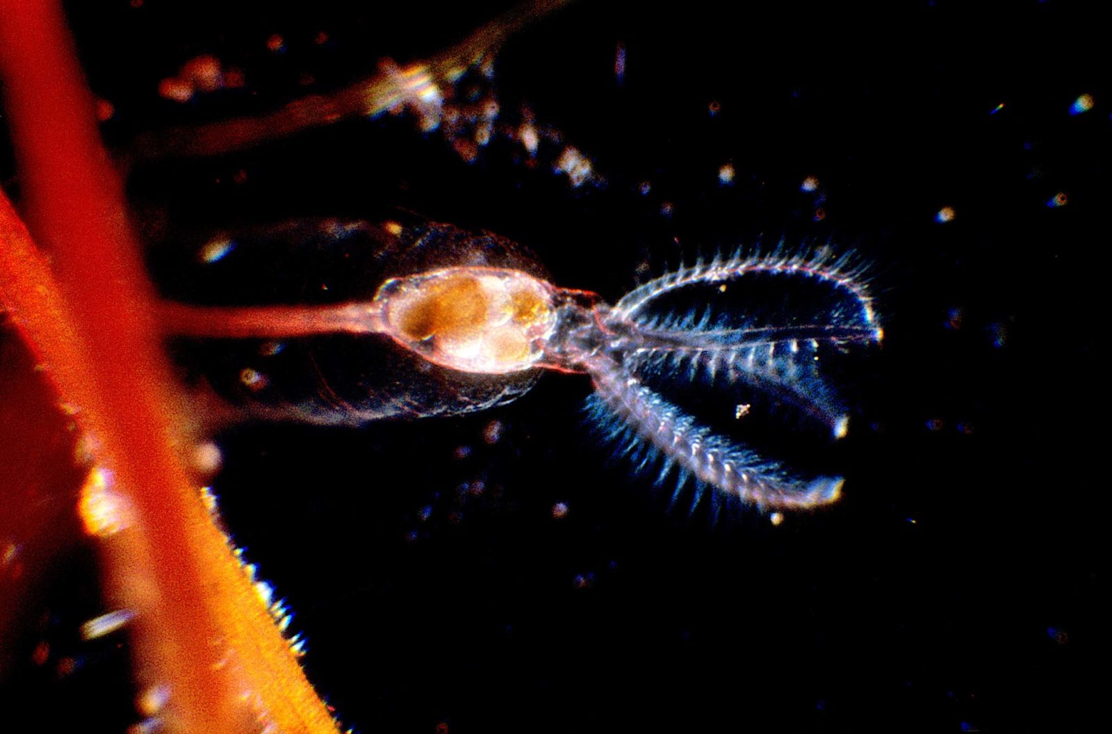 Rotifer Stephanoceros attached to leaf of hydrophyte Myriophyllum ...