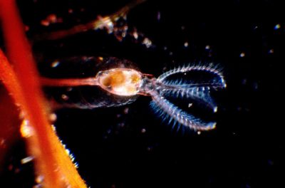 Rotifer Stephanoceros Attached To Leaf Of Hydrophyte Myriophyllum 