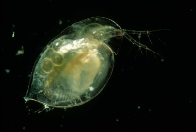 Live specimen of Daphnia pulex in filtered pond-water | Nikon’s Small World