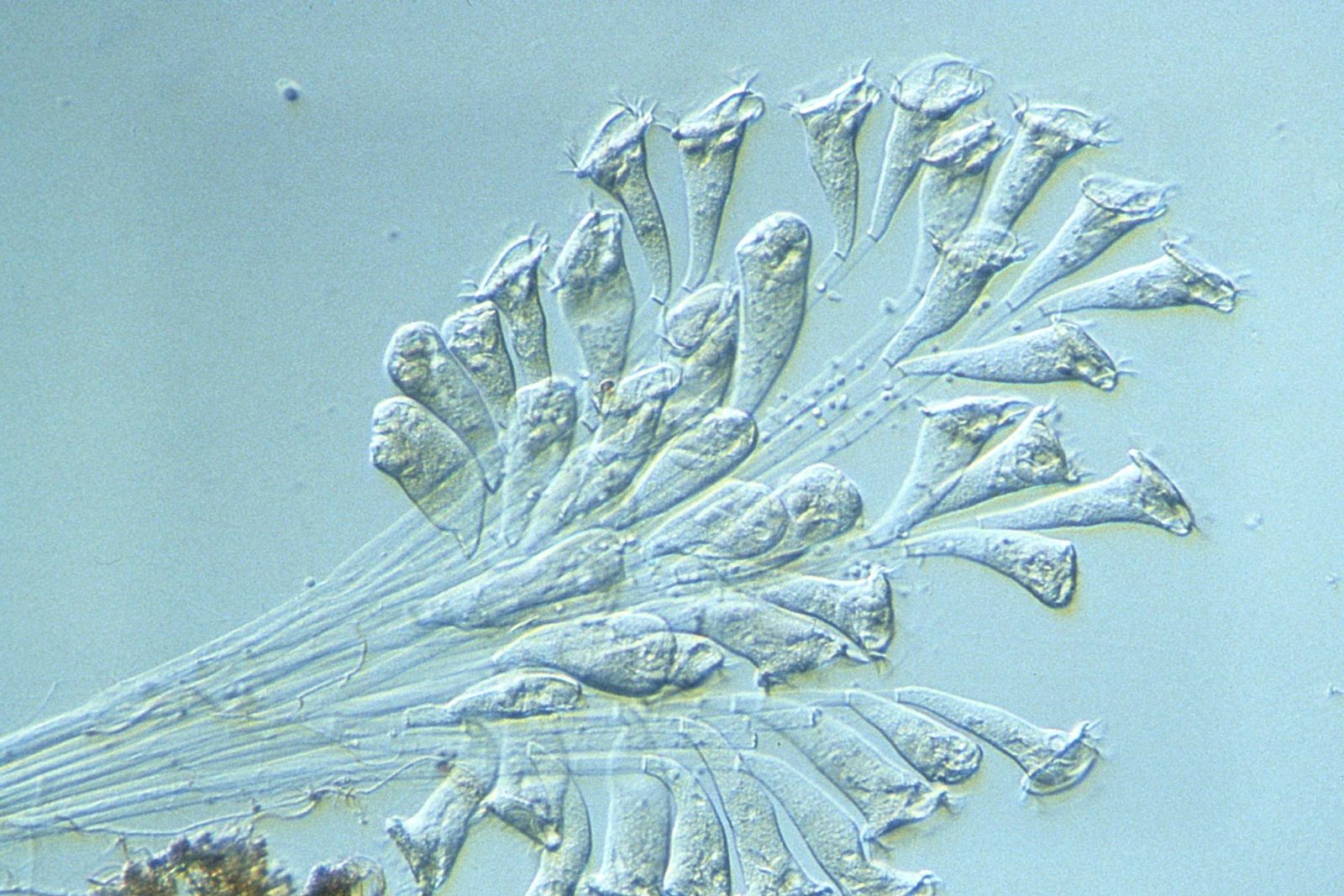 Фоны с серебром под микроскопом