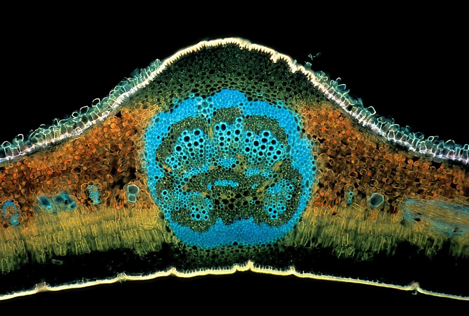 Форониды под микроскопом