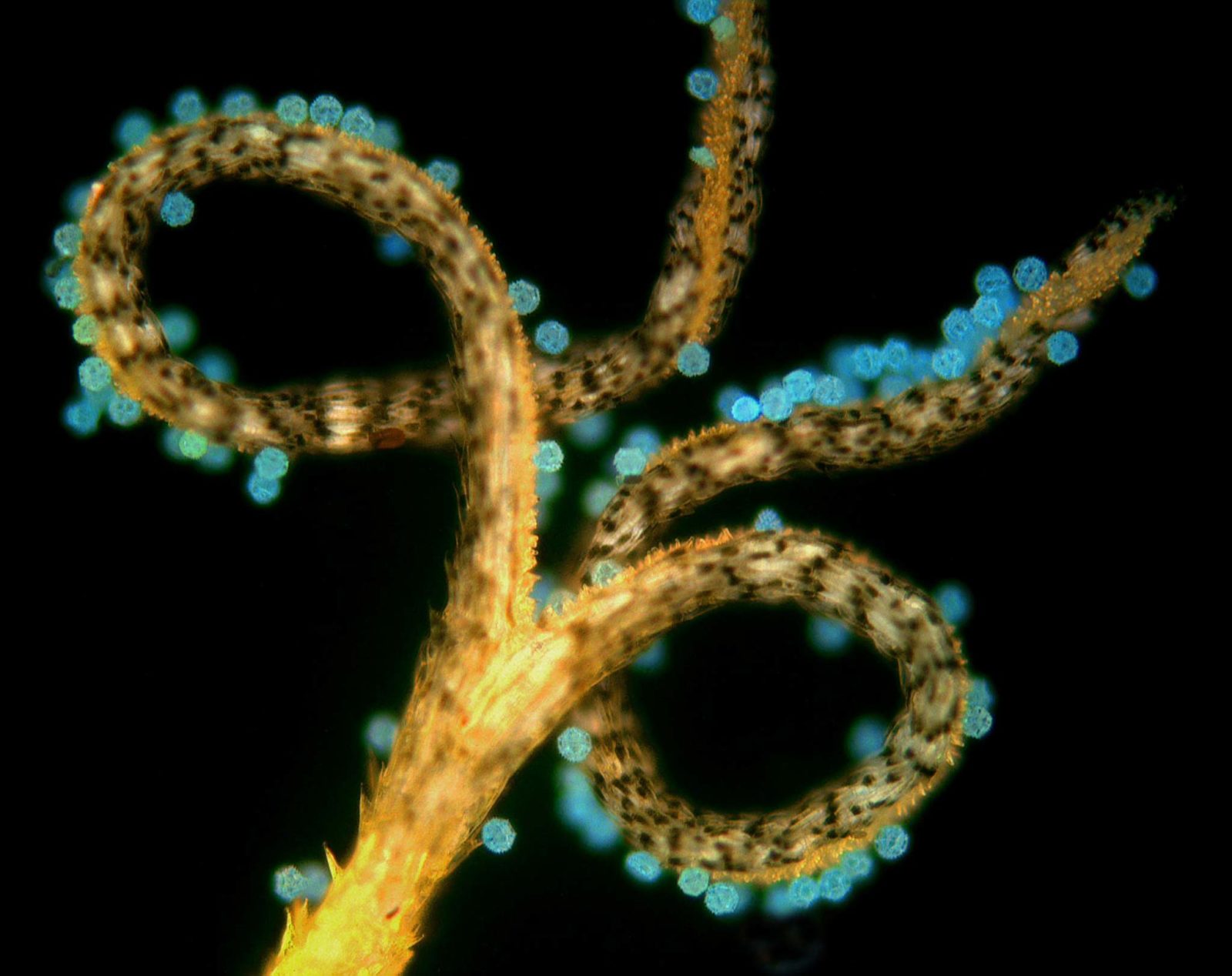 Пыльца на рыльце под микроскопом