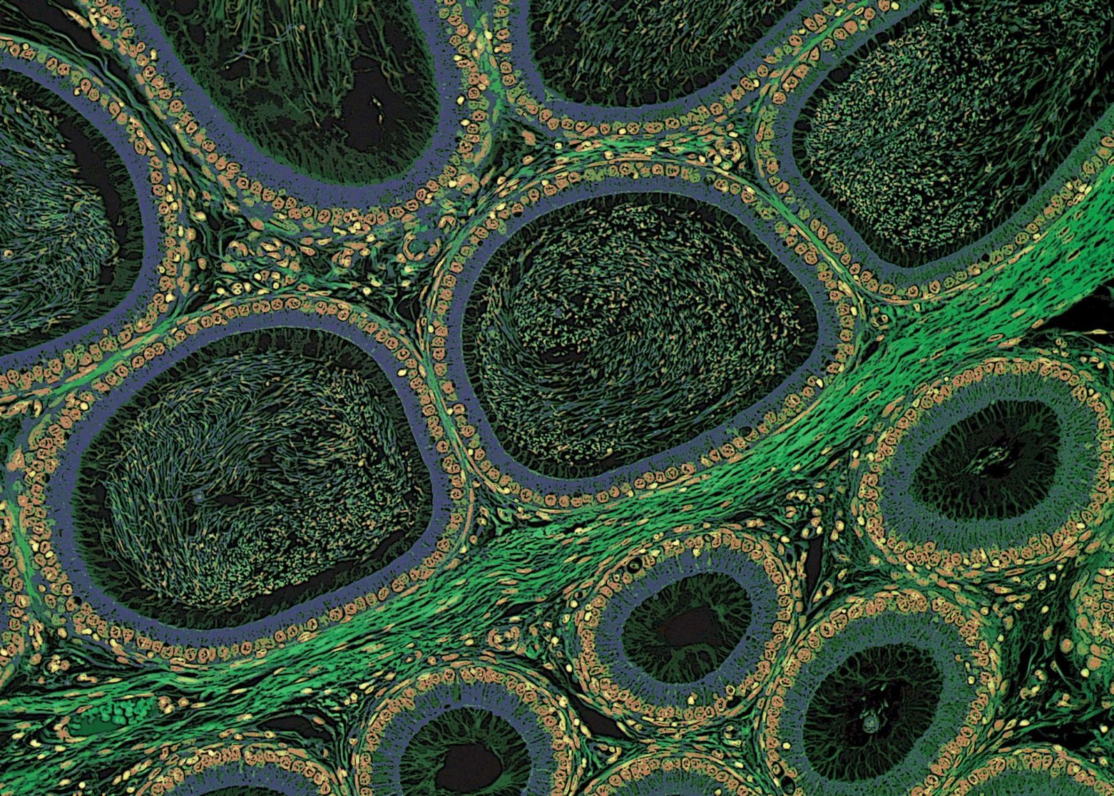 Растительная клетка под микроскопом 40x