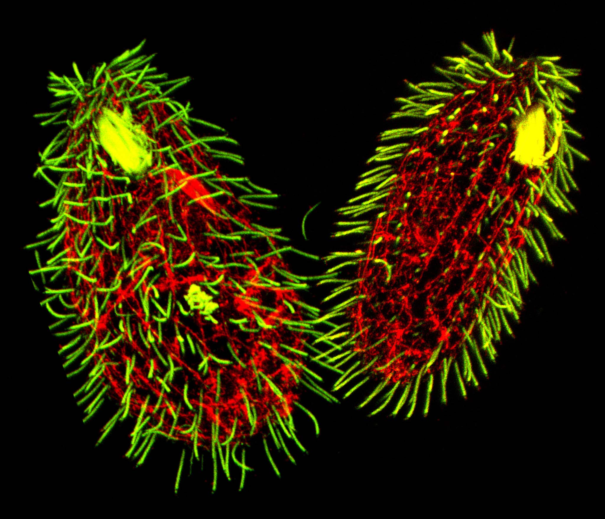 Tetrahymena Thermophila Protozoa Cells Nikons Small World 