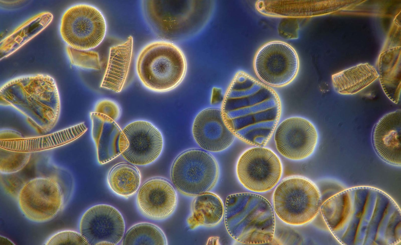 Diatoms | Nikon’s Small World