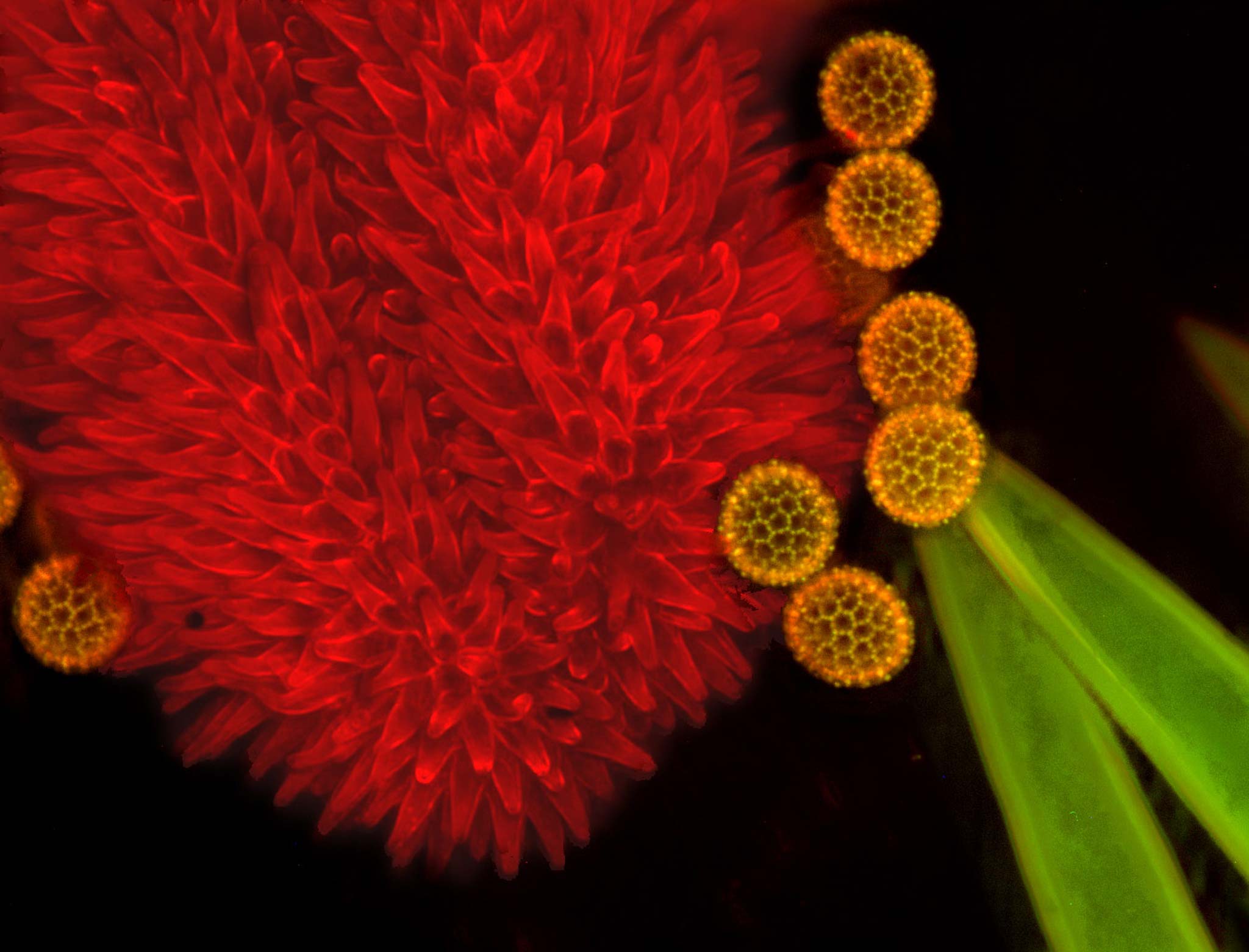 pollen-on-plant-stigma-nikon-s-small-world