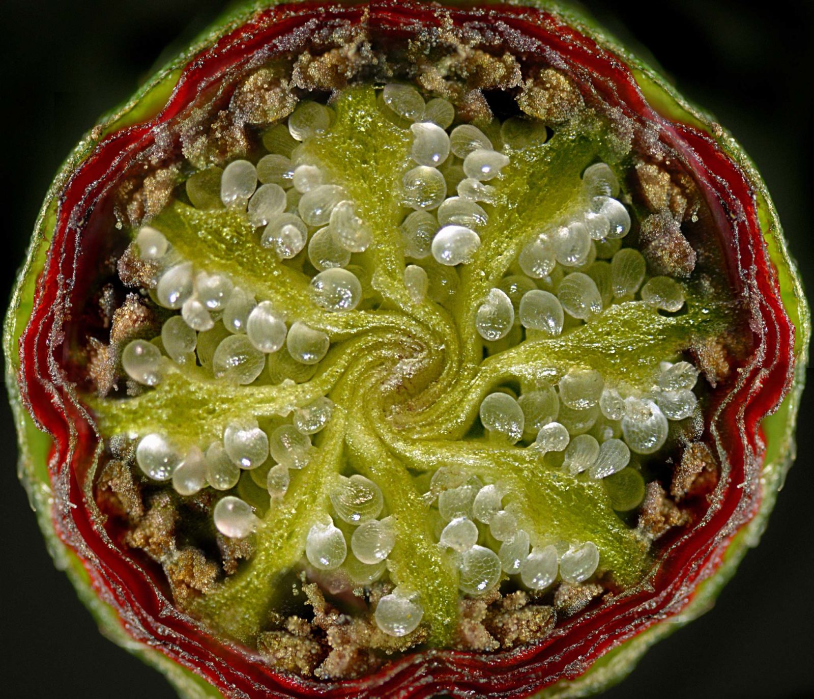 Семена мака под микроскопом