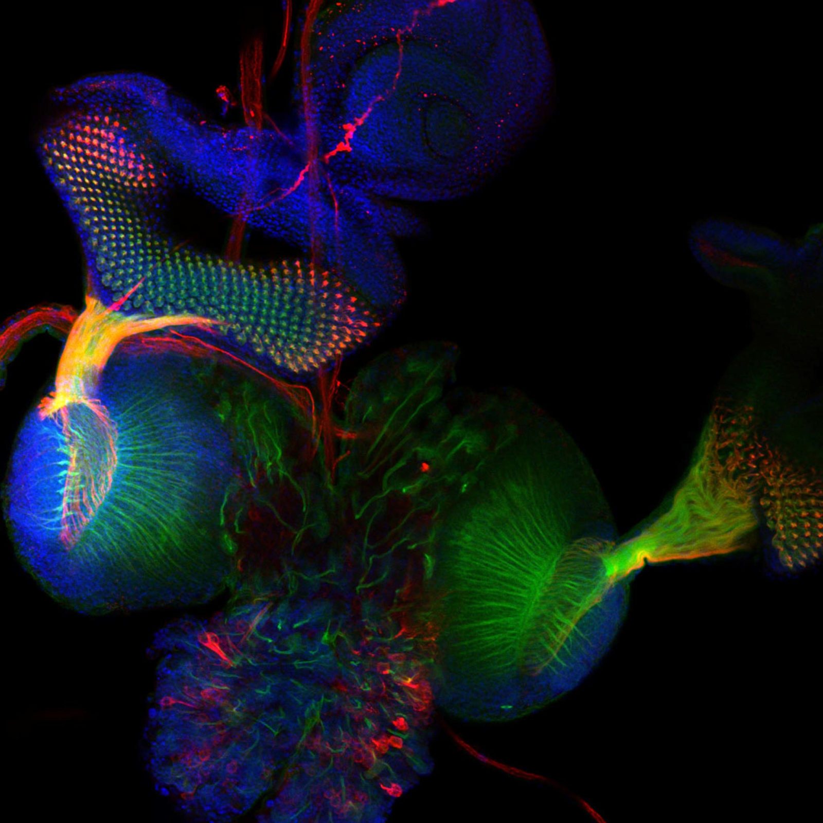 Axonal projections of an ommatidium of Drosophila eye | Nikon’s Small World