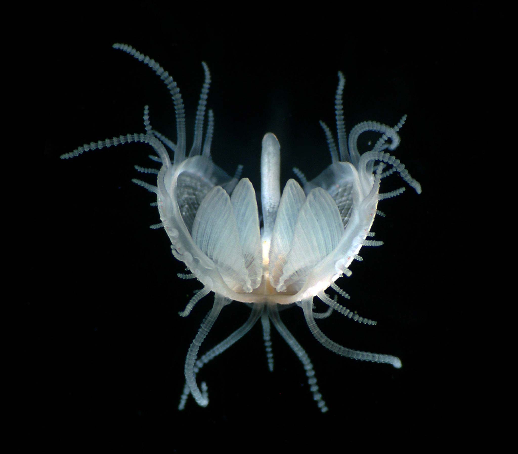 Juvenile bivalve mollusc, Lima sp. | Nikon’s Small World