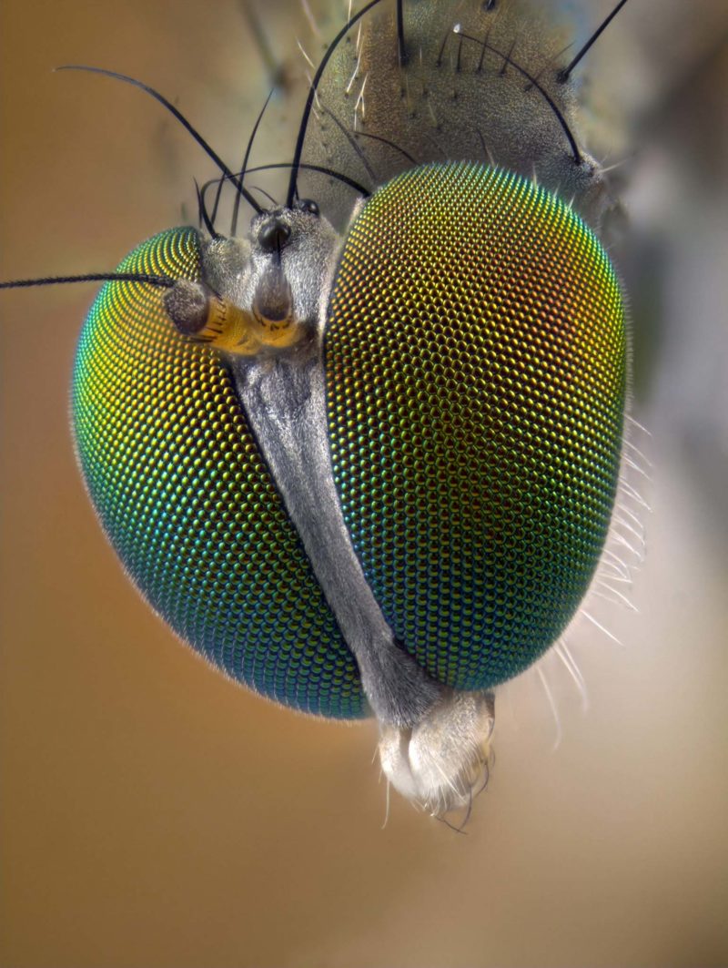 Black fly – eyes – Macroscopic Solutions