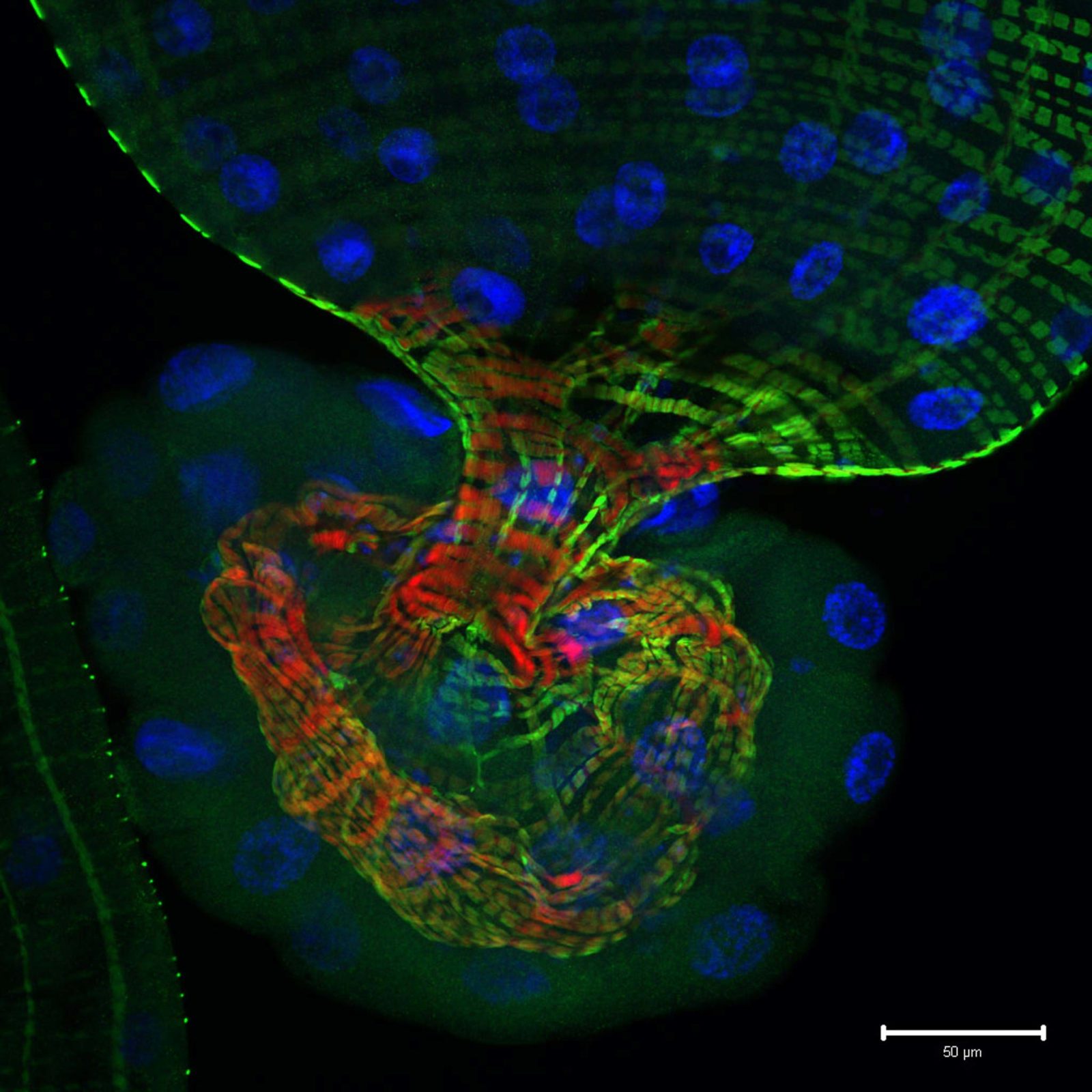 Рассмотрите световую микрофотографию. Nikon small World Photomicrography. Микромир под микроскопом. Флуоресцентные микрофотографии клеток. Ядро микрофотография.