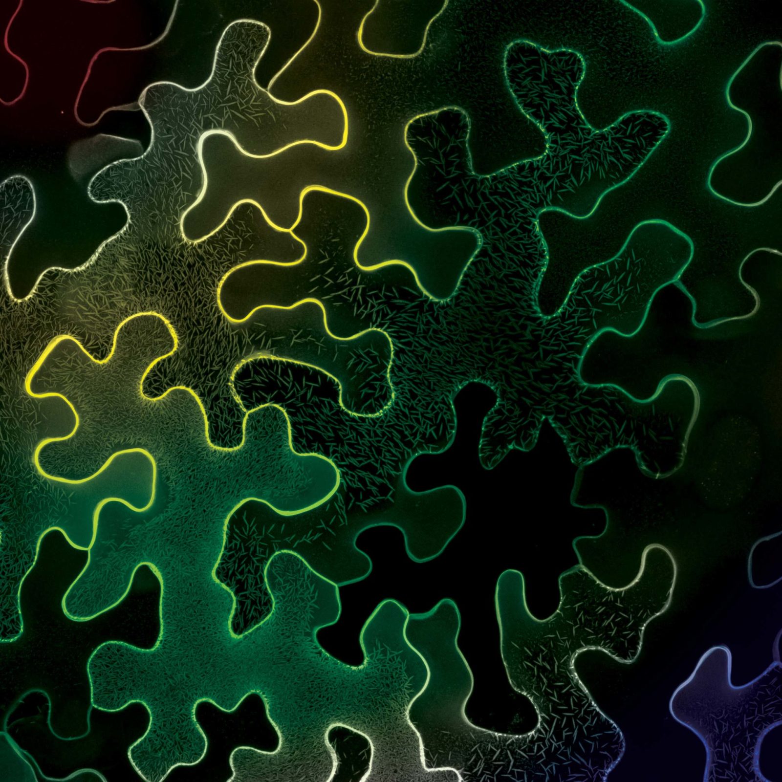 expression-of-a-fluorescently-labeled-protein-in-tobacco-leaf-epidermal