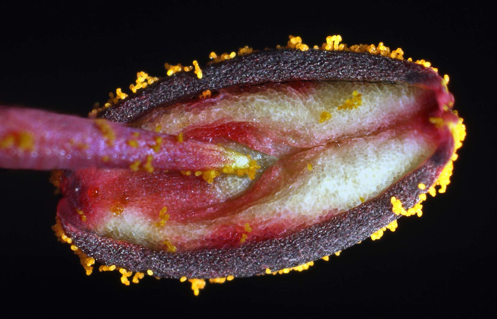 Flower stamen | 2013 Photomicrography Competition | Nikonâ€™s Small World