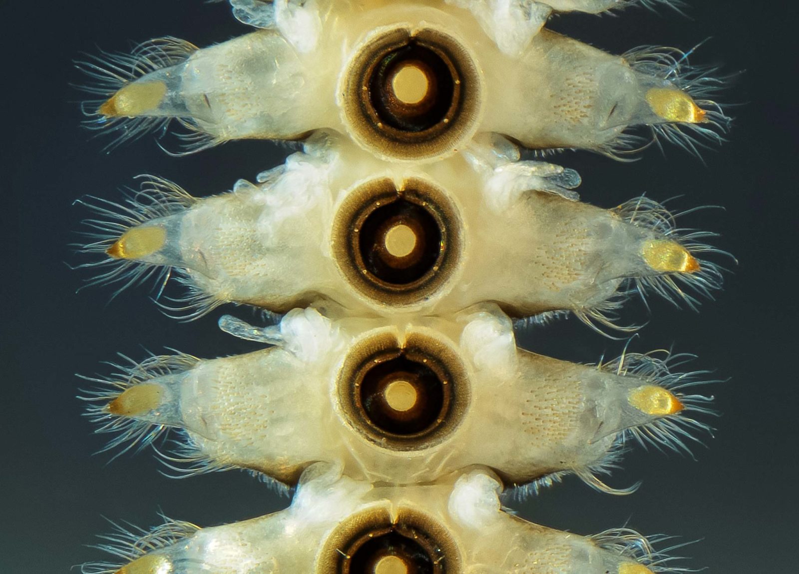 Abdominal Segments Of Diptera Blephariceridae Larvae 2013 Photomicrography Competition Nikon S Small World