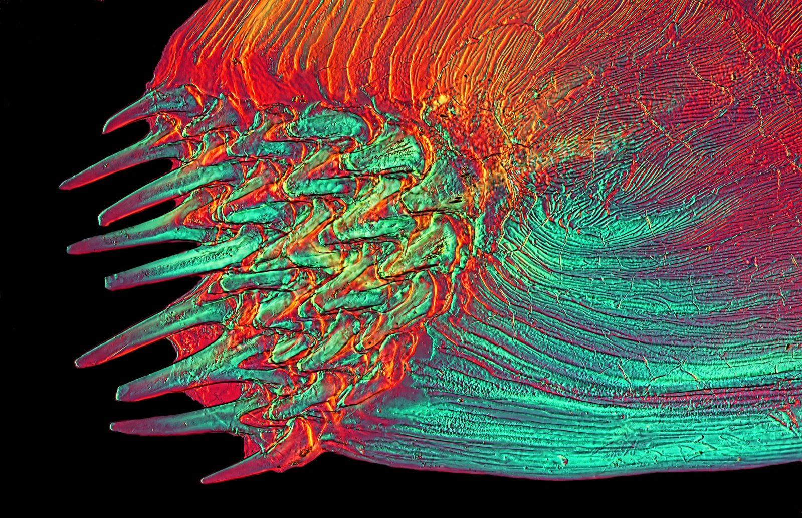 Чешуя под микроскопом. Nikon small World Photomicrography. Сетчатка Филина микрофотография. Конкурс микрофотографии Nikon small World. Рыба под микроскопом.