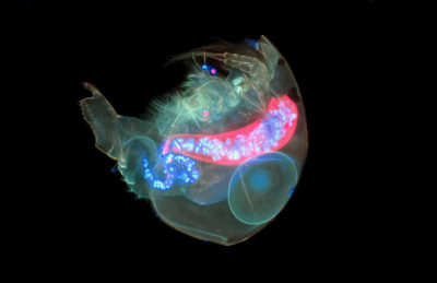 Alona guttata (water flea) | Nikon’s Small World