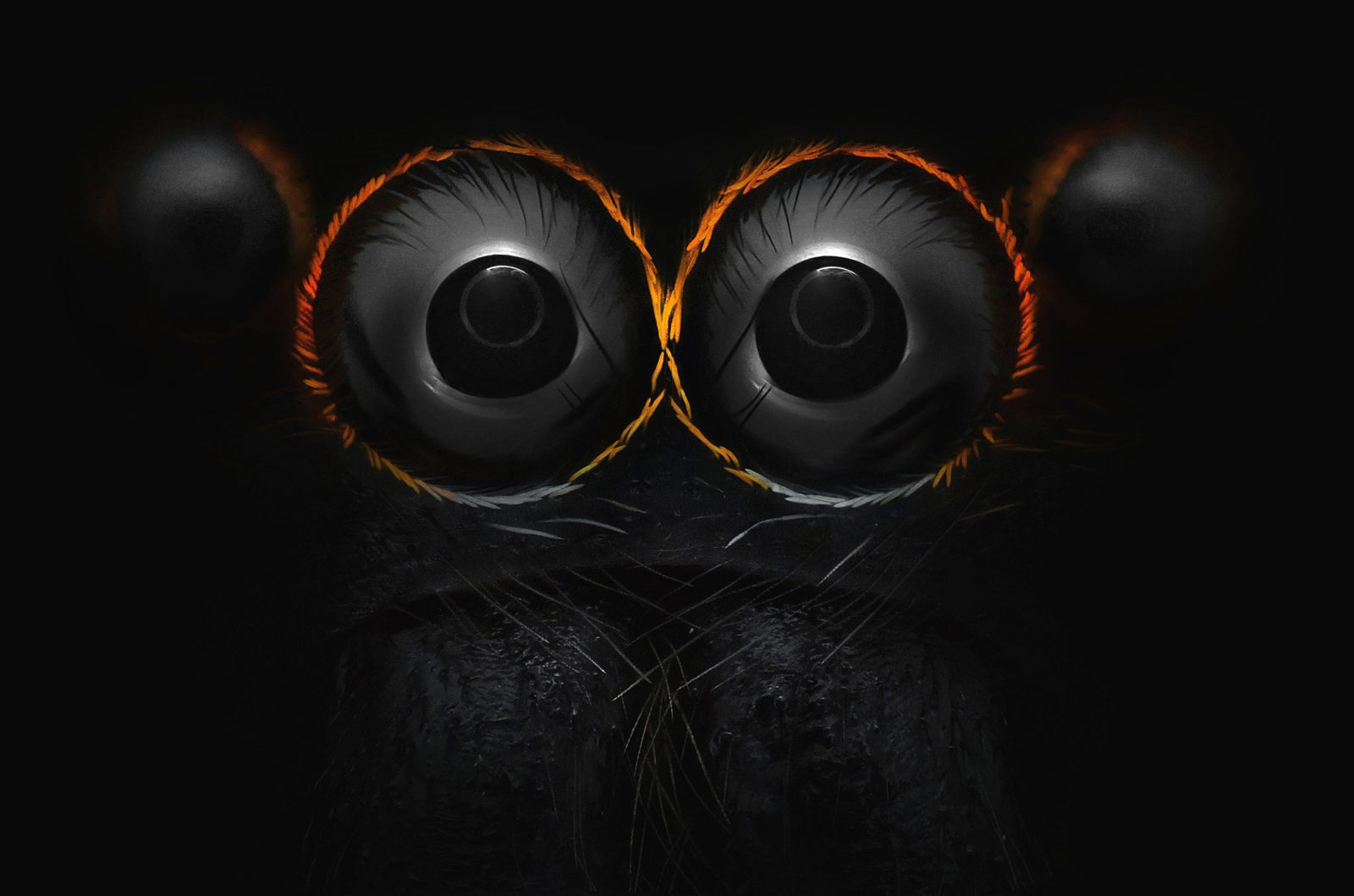 Jumping spider (Salticidae), 2020 Photomicrography Competition