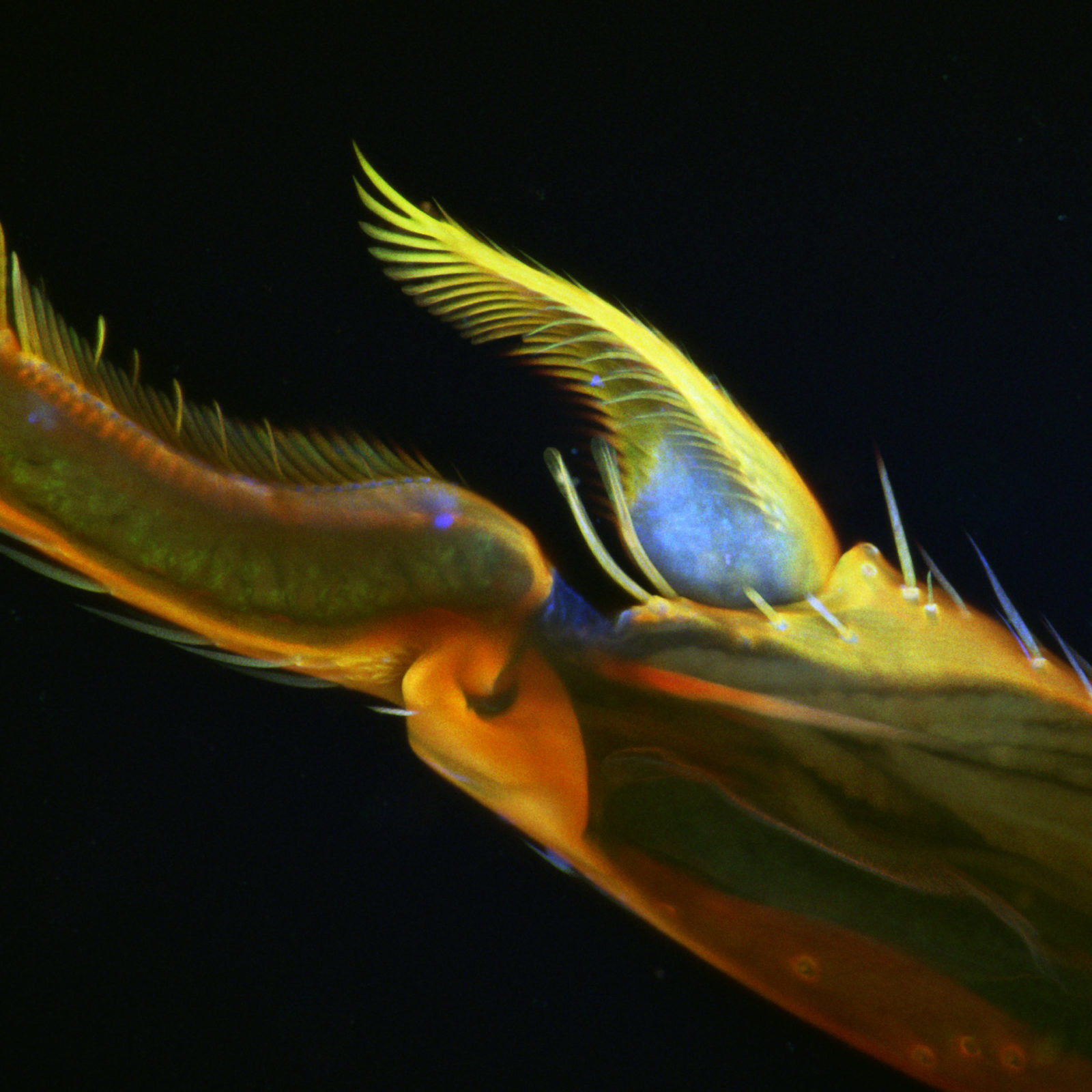 Ant leg | Nikon’s Small World