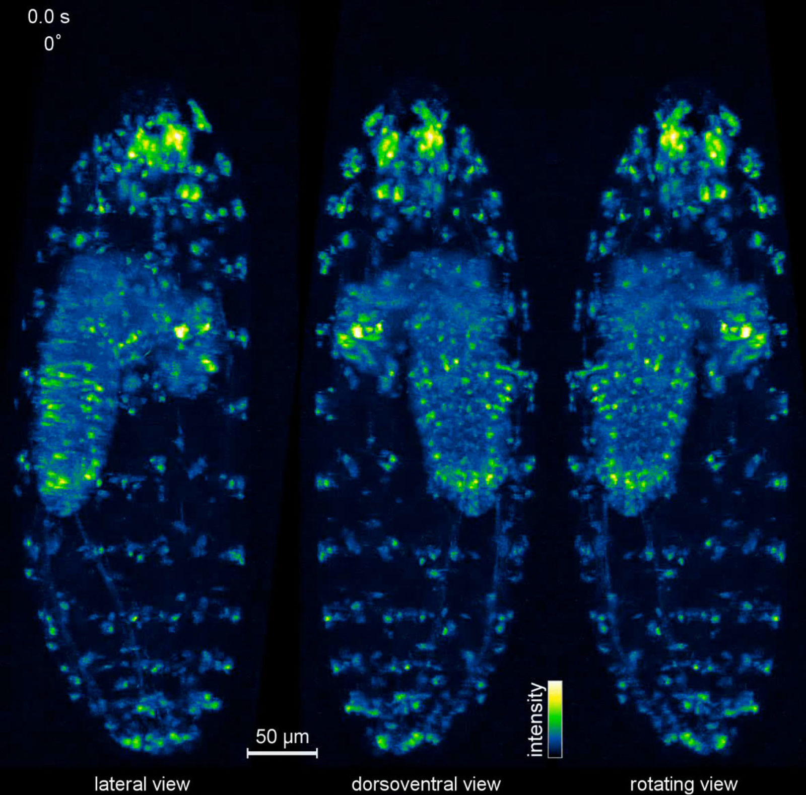 Spatially isotropic whole-animal functional imaging of a Drosophila ...