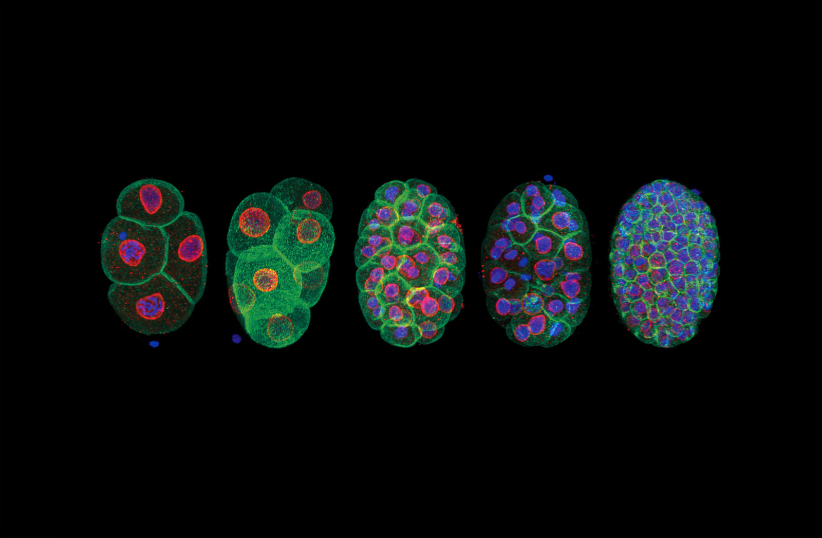 Stages of C. elegans (small round worm) development | Nikon’s Small World