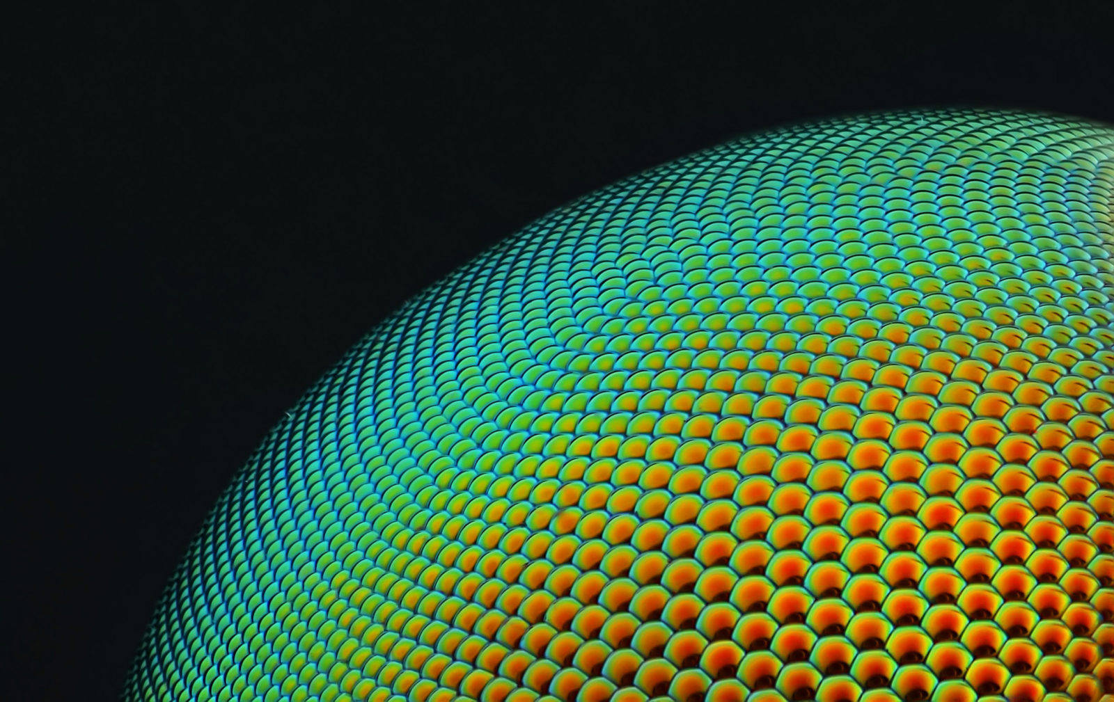 Housefly compound eye pattern  2019 Photomicrography Competition