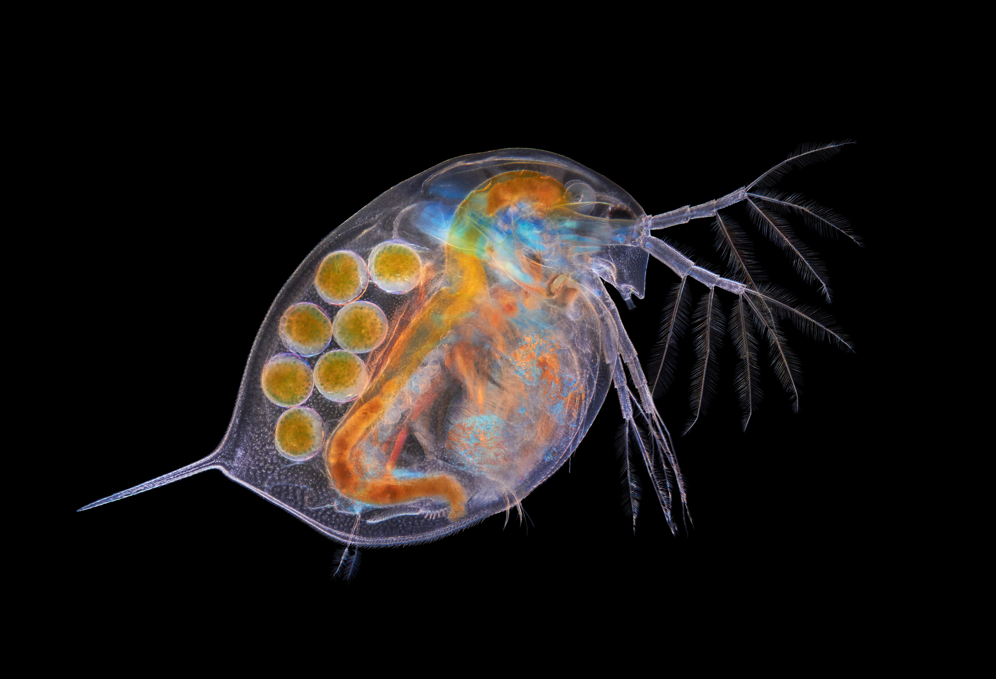 Daphnia Water Flea With Eggs Nikon Small World