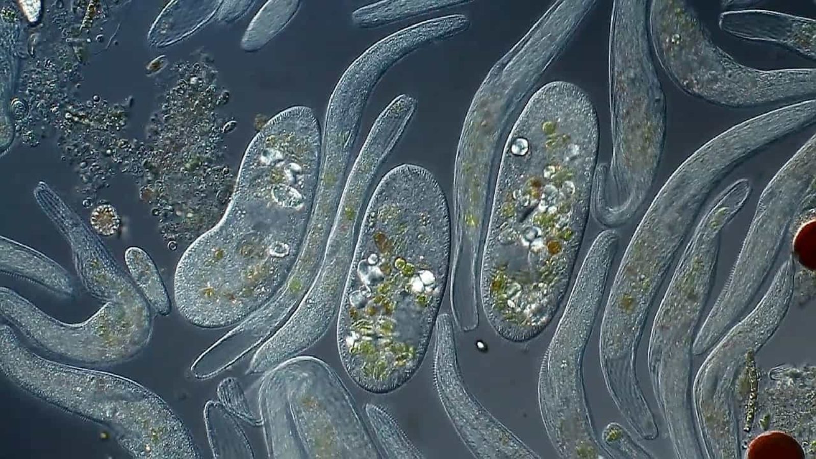 Spirostomum ambiguum