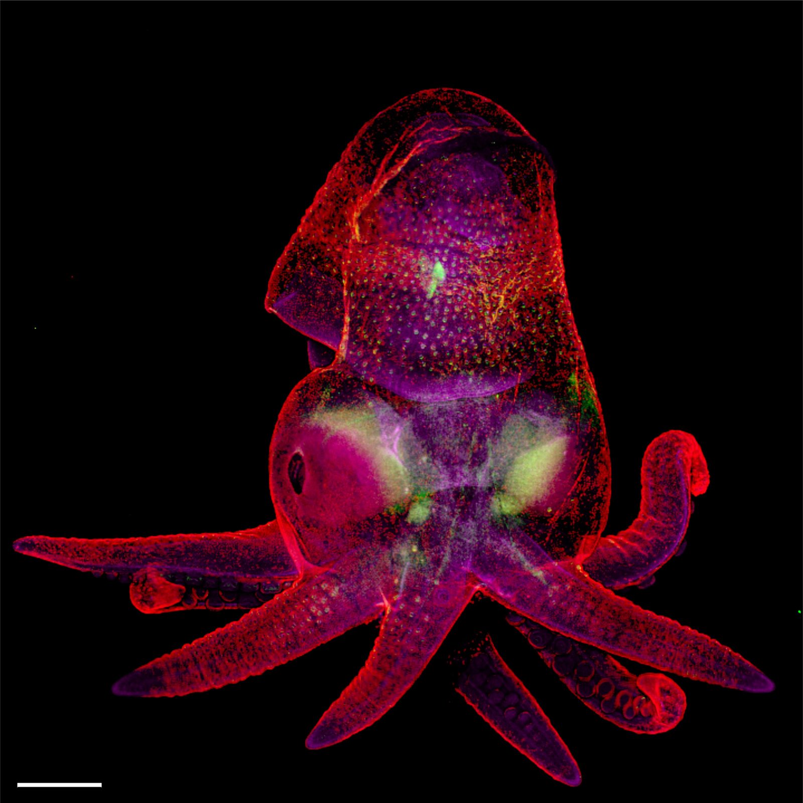 Octopus bimaculoides embryo | 2019 Photomicrography Competition | Nikon's  Small World
