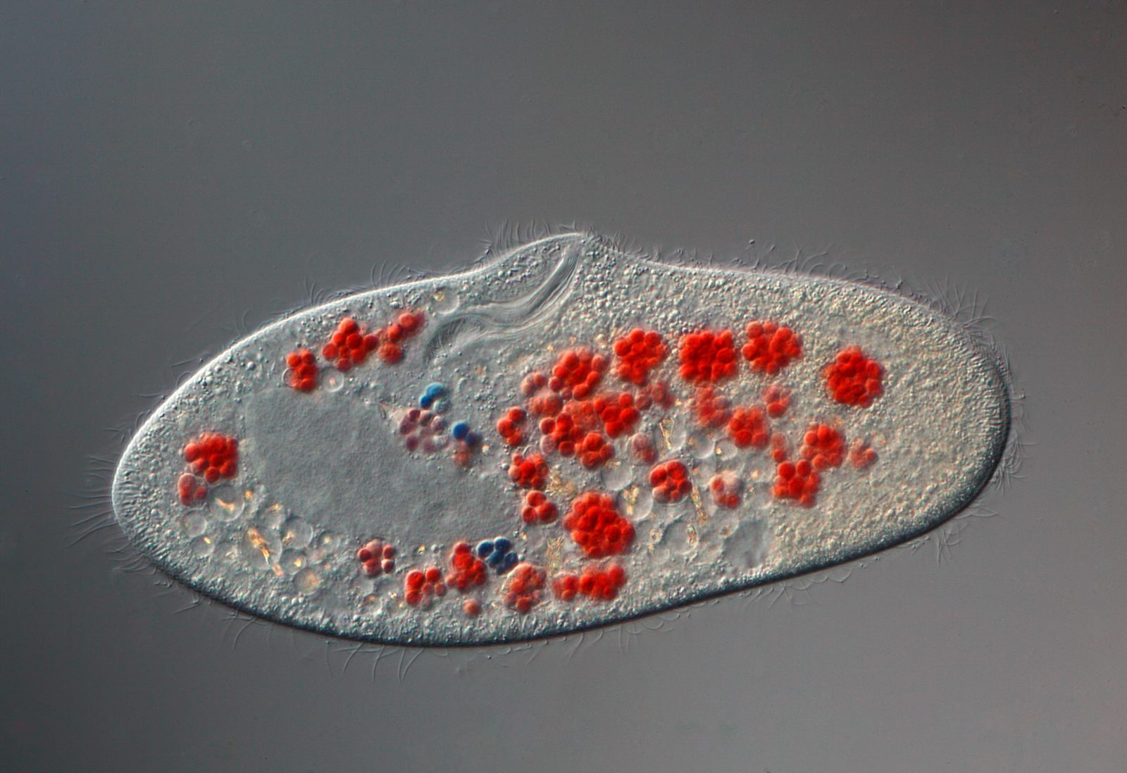 paramecium-caudatum-fed-with-kongored-stained-yeast-cells-nikon-s