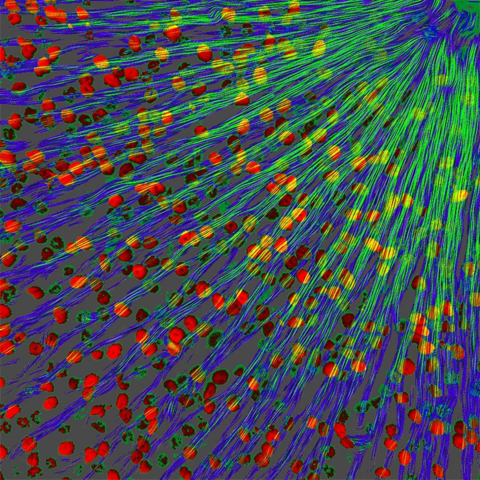 optic-nerve-fibers-and-ganglion-cells-in-mouse-retina-nikon-s-small-world