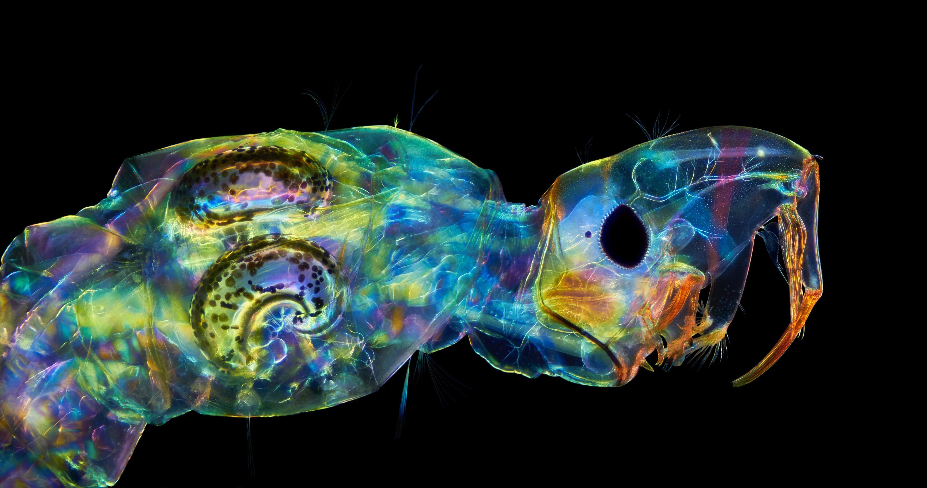 Phantom midge larva | Nikon’s Small World