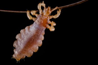 Louse hanging from a hair | Nikon’s Small World