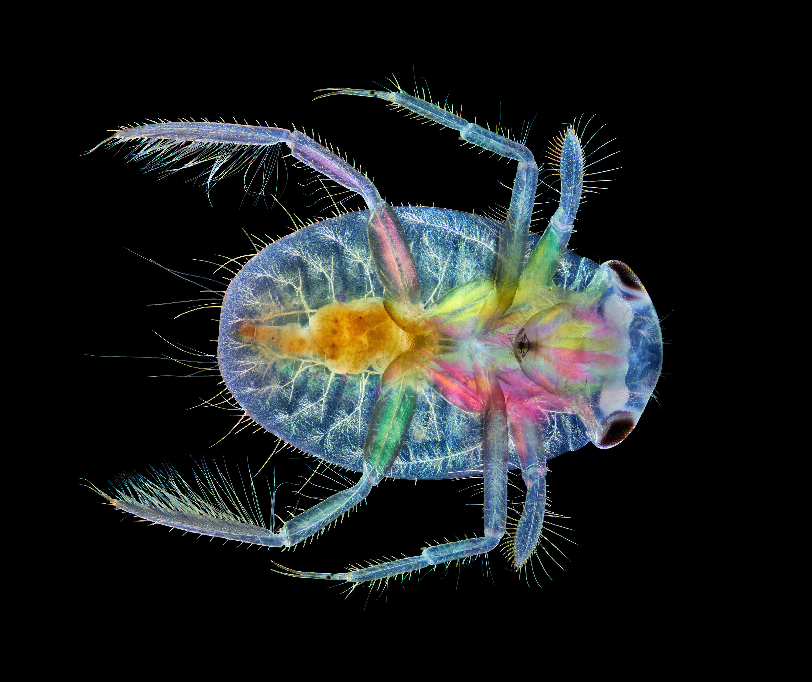 Ventral view of an immature water boatman | Nikon’s Small World