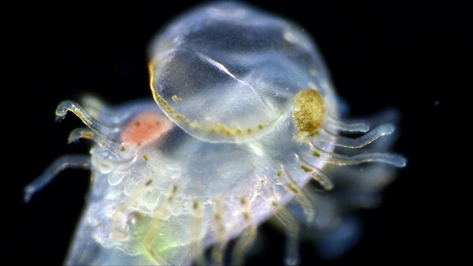 Small Plankton Net Ø25 cm, KC Denmark · Oceanography · Limnology ·  Hydrobiology