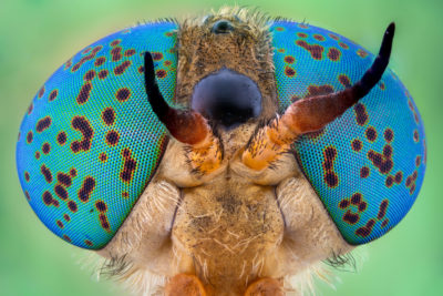 Horse-fly (Tabanidae) | Nikon’s Small World