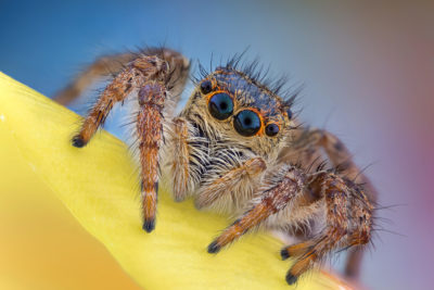 Jumping spider (Salticidae) | Nikon’s Small World