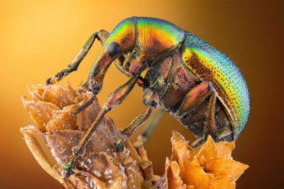 Leaf roller weevil (Byctiscus betulae) lateral view | Nikon’s Small World