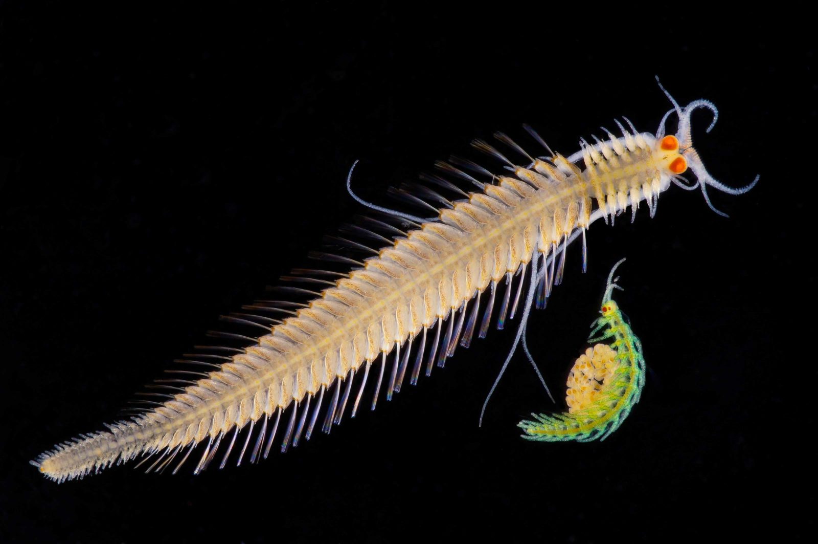 Small female Polychaete worm with brood pouch and male worm | Nikon’s ...