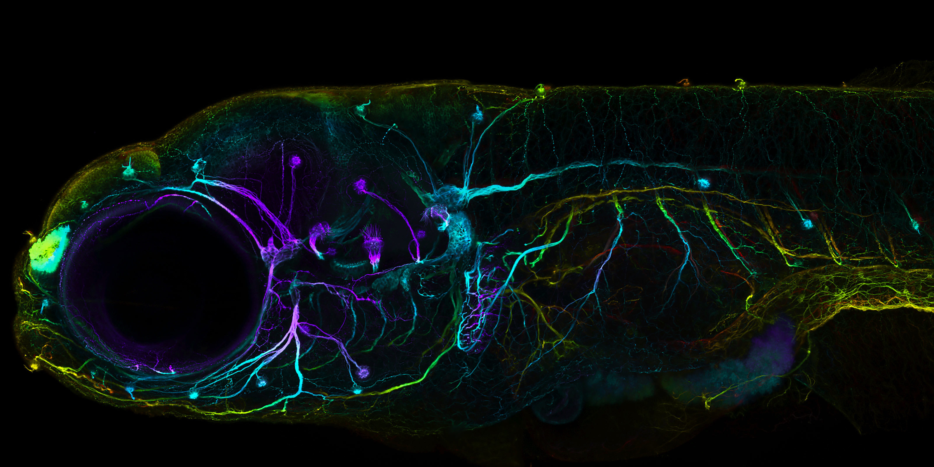 developing-nervous-system-of-a-zebrafish-nikon-s-small-world