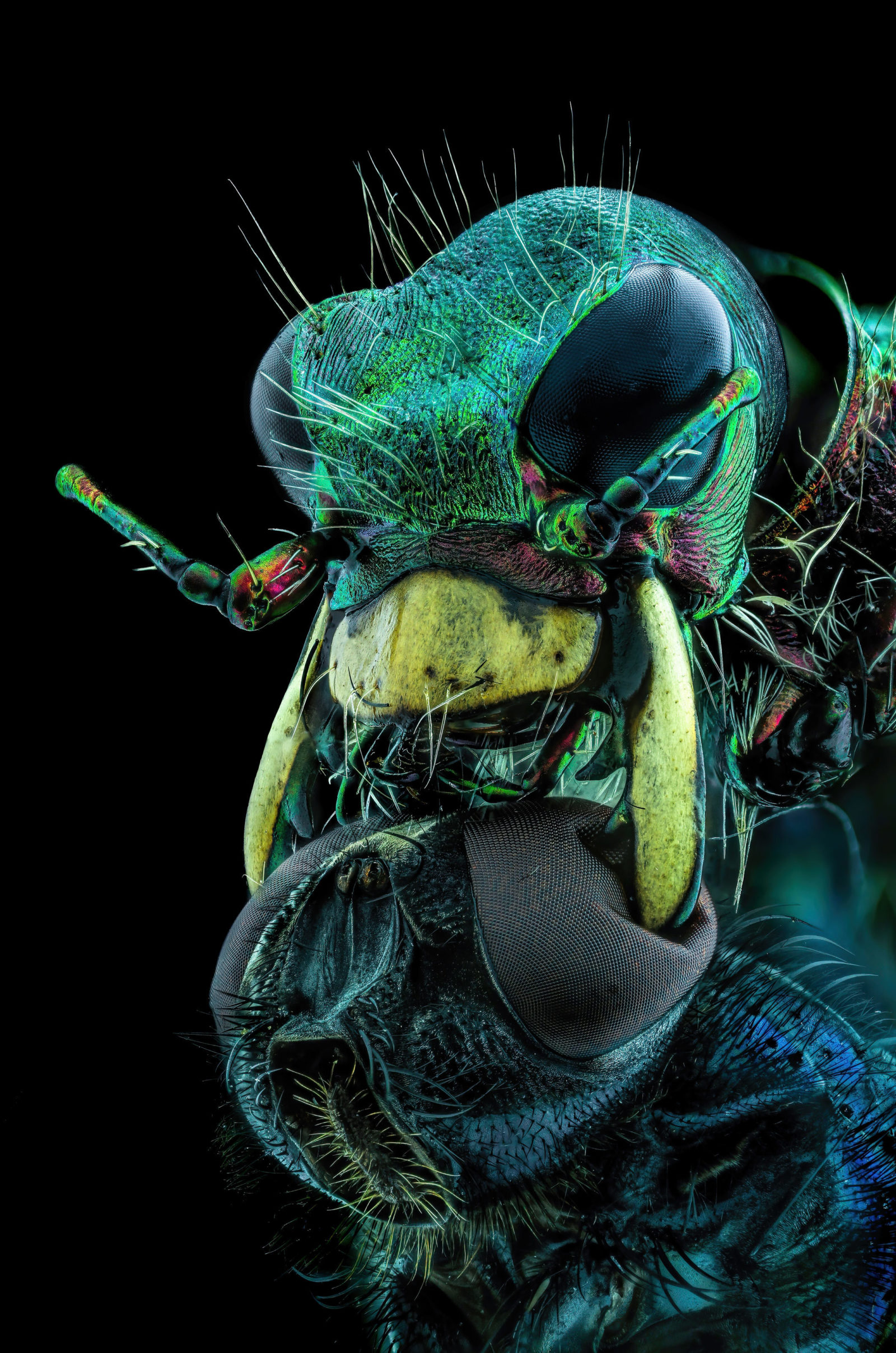 A Fly Under The Chin Of A Tiger Beetle Nikon Small World